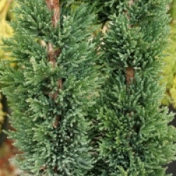 Chamaecyparis lawsoniana 'Wissel's Saguro'