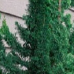 Chamaecyparis lawsoniana 'Wissel's Saguro'