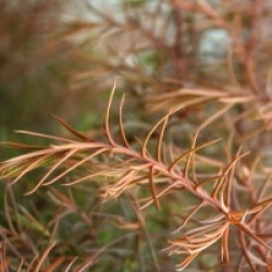 Cryptomeria japonica 'Elegans Viridis'