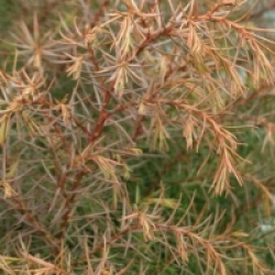 Cryptomeria japonica 'Elegans Viridis'