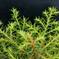 Cryptomeria japonica 'Elegans Viridis'