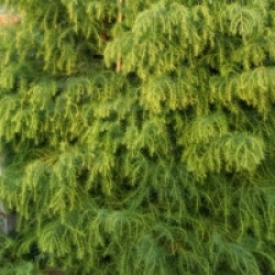 Cryptomeria japonica 'Elegans Viridis'