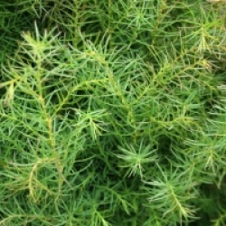 Cryptomeria japonica 'Elegans Viridis'