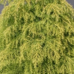Cryptomeria japonica 'Elegans Viridis'