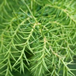 C�dre du Japon Elegans