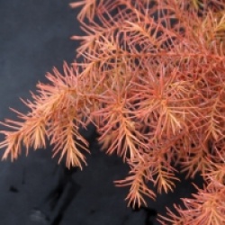 Cryptomeria japonica 'Elegans'