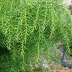 Cryptomeria japonica 'Elegans'