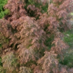 Cryptomeria japonica 'Elegans'