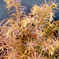 Cryptomeria japonica 'Elegans'