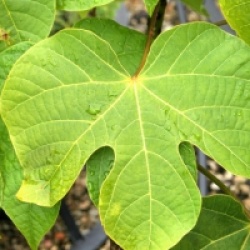 Sterculia platanifolia, Firmania simplex