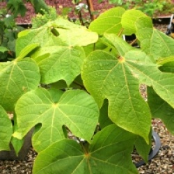 Sterculia platanifolia, Firmania simplex