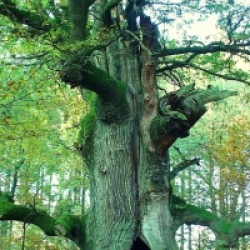 Quercus � warei 'Chimney Fire' - Ch�ne Chimney Fire