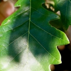 Quercus x warei 'Regal Prince' 