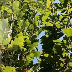 Quercus x warei 'Regal Prince' 