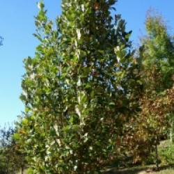 Quercus x warei 'Regal Prince' 