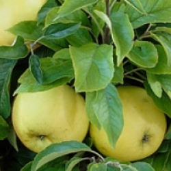 Malus domestica 'Golden Delicious'