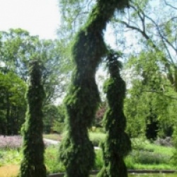 Picea omorika 'Pendula Bruns' - �pic�a de Serbie pleureur de Bruns