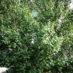 Betula pendula 'Schneverdingen Gold Birke'