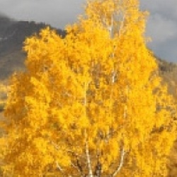 Betula pendula 'Schneverdingen Gold Birke' - Bouleau d'Europe dor�
