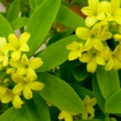 Bois-joli Royal Crown