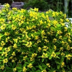 Daphne gemmata 'Royal Crown'