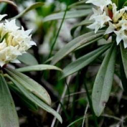 Daphne glomerata - Daphne glomerata