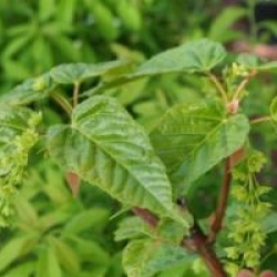 Acer davidii 'Ernest Wilson'