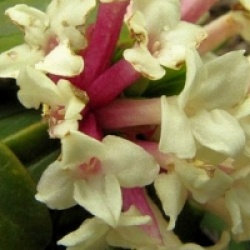 Daphne glomerata