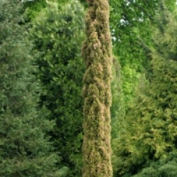 Cupressus sempervirens 'Swane's Gold'