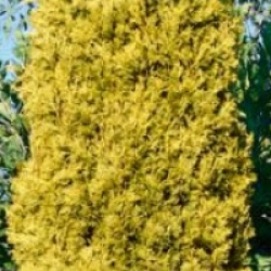 Cupressus sempervirens 'Swane's Gold'