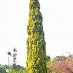 Cupressus sempervirens 'Swane's Gold'