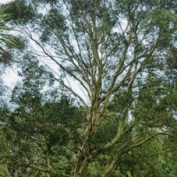 Eucalyptus archeri