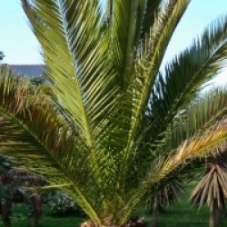 Palmier dattier des Canaries