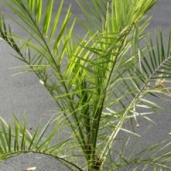 Phoenix canariensis