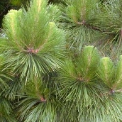 Pinus radiata 