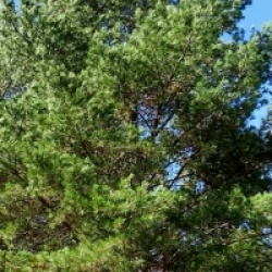 Pinus radiata 
