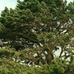 Pinus radiata 