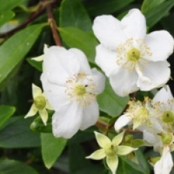 Carpenteria de Californie � grandes fleurs