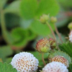 Fraisier abricot bio