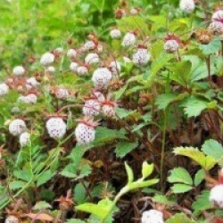 Fragaria rubicola 'Mount Omei'