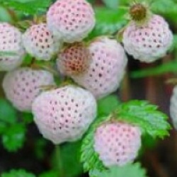 Fragaria rubicola 'Mount Omei'