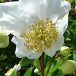 Carpenteria californica 'Ladham's Variety'