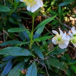 Carpenteria californica 'Ladham's Variety'