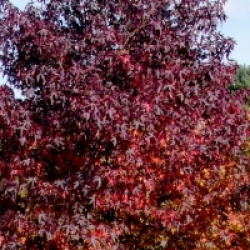 Liquidambar styraciflua 'Andrew Hewson'