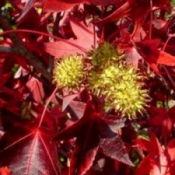 Liquidambar styraciflua 'Manon'