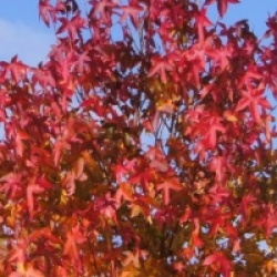 Liquidambar styraciflua 'Andrew Hewson'