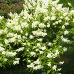 Hydrangea paniculata 'Kyushu'