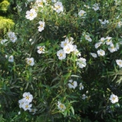 Cistus ladanifer
