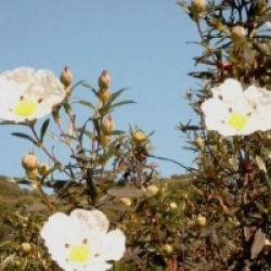 Cistus ladanifer