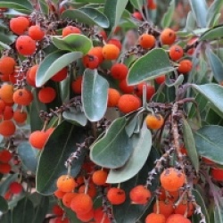 Arbutus xalapensis 'Texana' - Arbousier du Texas